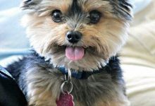 Bild von Bilder Rassehunde bilder fürs handy