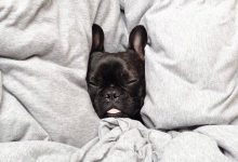 Bild von Bilder Rassehunde Für Facebook bilder fürs handy