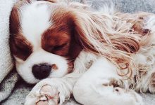 Bild von Bilder Rassehunde Für Whatsapp bilder fürs handy