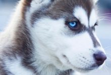 Bild von Bilder Rassehunde Kostenlos bilder fürs handy