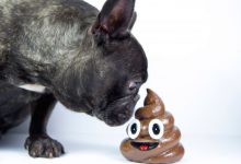 Bild von Bilder Rassehunde Kostenlos Herunterladen bilder fürs handy