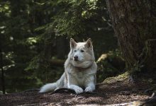 Bild von Bilder Schäferhund bilder fürs handy