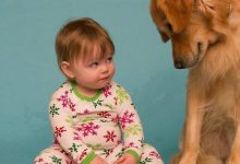 Bild von Bilder Schäferhund Für Facebook bilder fürs handy