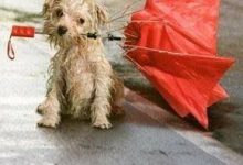 Bild von Bilder Schäferhund Für Whatsapp bilder fürs handy