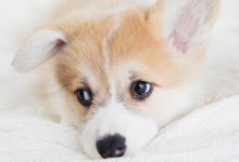 Bild von Bilder Süße Hunde bilder fürs handy