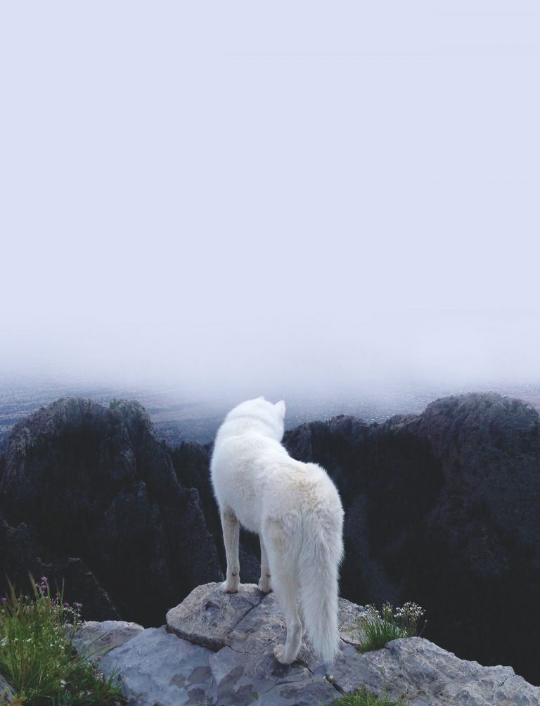 Bilder Süße Hunde Für Facebook