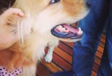 Bild von Bilder Süße Hunde Für Whatsapp bilder fürs handy