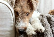 Bild von Bilder Süße Hunde Kostenlos bilder fürs handy