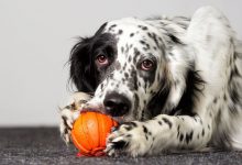 Bild von Bilder Süße Hunde Kostenlos Herunterladen bilder fürs handy