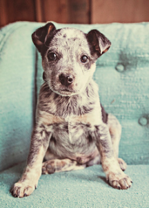 Bilder Verschiedener Hunderassen Für Facebook 216x300 - Alle Terrier
