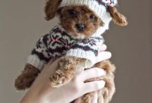Bild von Bilder Vom Hund bilder fürs handy