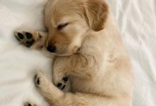 Bild von Bilder Vom Hund Für Facebook bilder fürs handy