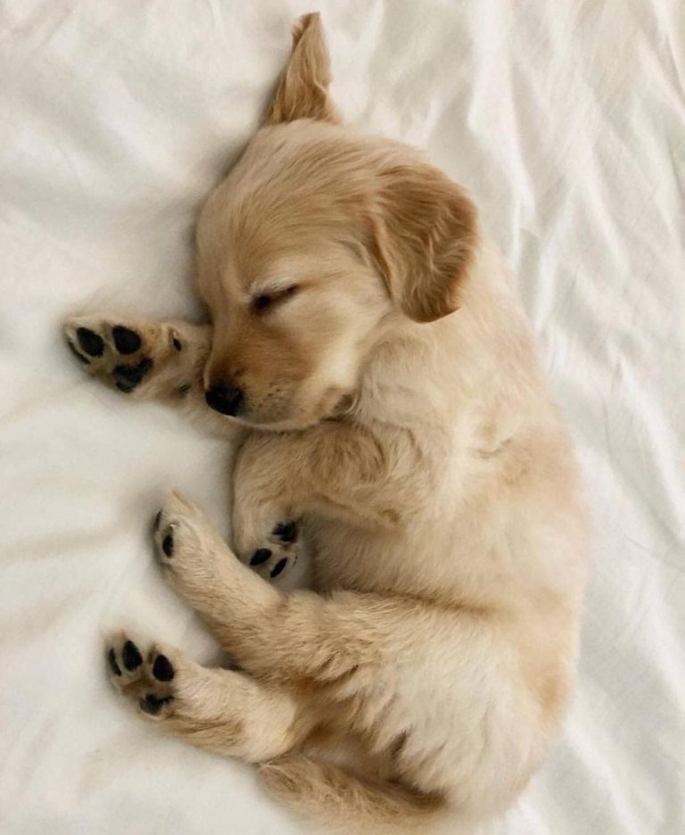 Bilder Vom Hund Für Facebook