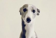 Bild von Bilder Vom Hund Kostenlos bilder fürs handy