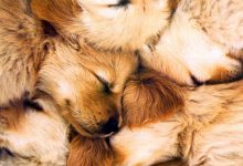 Bild von Bilder Vom Hund Kostenlos Herunterladen bilder fürs handy