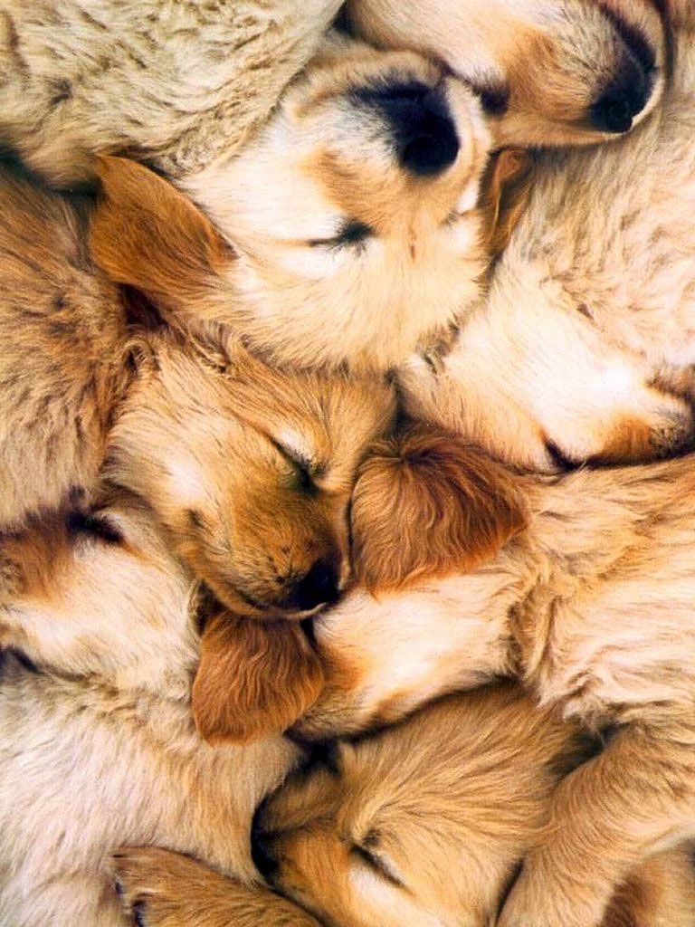 Bilder Vom Hund Kostenlos Herunterladen