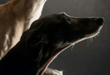 Bild von Bilder Vom Schäferhund Für Facebook bilder fürs handy