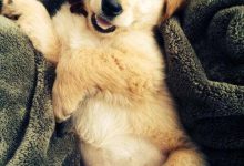 Bild von Bilder Vom Schäferhund Für Whatsapp bilder fürs handy