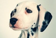 Bild von Bilder Vom Schäferhund Kostenlos bilder fürs handy