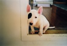 Bild von Bilder Vom Schäferhund Kostenlos Herunterladen bilder fürs handy