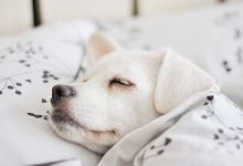 Bild von Bilder Von Einem Hund bilder fürs handy