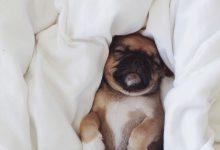 Bild von Bilder Von Einem Hund Für Whatsapp bilder fürs handy