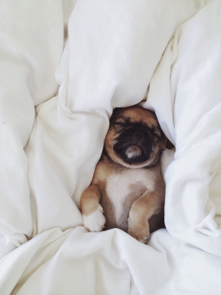 Bilder Von Einem Hund Für Whatsapp