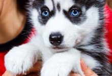 Bild von Bilder Von Einem Hund Kostenlos bilder fürs handy