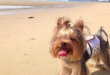 Bild von Bilder Von Einem Hund Kostenlos Herunterladen bilder fürs handy