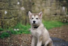 Bild von Bilder Von Hundebabys bilder fürs handy