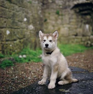 Bilder Von Hundebabys 298x300 - Kleiner Süßer Hund Rasse