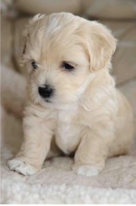Bilder Von Hundebabys Für Facebook