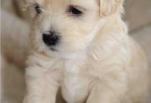 Bild von Bilder Von Hundebabys Für Facebook bilder fürs handy