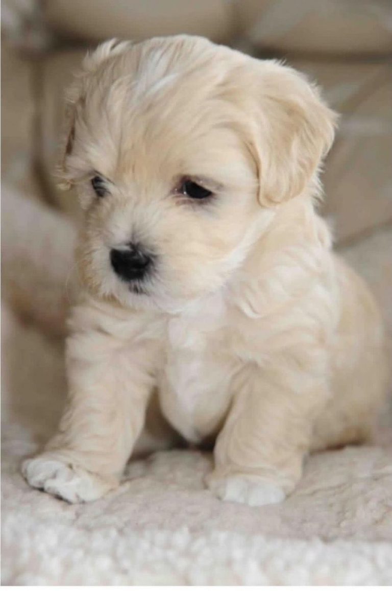 Bilder Von Hundebabys Für Facebook