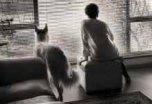 Bild von Bilder Von Hundebabys Kostenlos Herunterladen bilder fürs handy