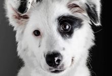Bild von Bilder Von Hunden bilder fürs handy
