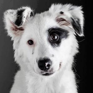 Bilder Von Hunden 300x300 - Hund Rasse