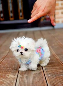 Bilder Von Hunden Für Facebook 220x300 - Kleine Chinesische Hunderassen