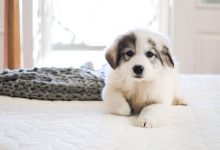 Bild von Bilder Von Hunden Für Whatsapp bilder fürs handy