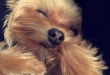 Bild von Bilder Von Hunden Kostenlos Herunterladen bilder fürs handy