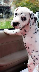 Bilder Von Hunden Welpen Für Facebook 165x300 - Einreisebestimmungen Hund