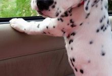 Bild von Bilder Von Hunden Welpen Für Facebook bilder fürs handy