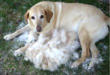 Bild von Bilder Von Hunden Welpen Für Whatsapp bilder fürs handy