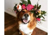 Bild von Bilder Von Hunden Welpen Kostenlos bilder fürs handy