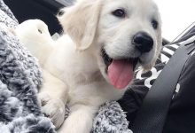 Bild von Bilder Von Hunden Welpen Kostenlos Herunterladen bilder fürs handy