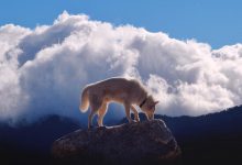 Bild von Bilder Von Hunden Zum Ausdrucken bilder fürs handy