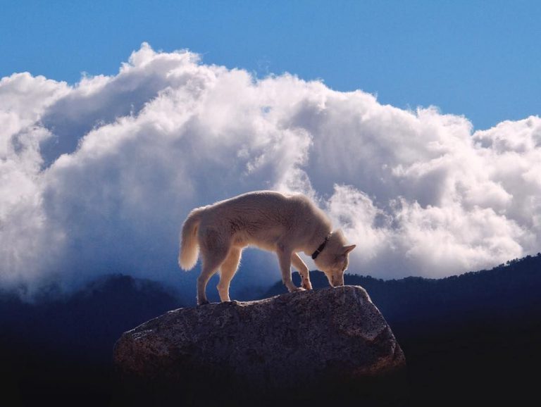 Bilder Von Hunden Zum Ausdrucken | Bilder und Sprüche für Whatsapp und