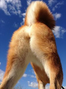 Bilder Von Hunden Zum Ausdrucken Für Whatsapp 225x300 - Jagdhunderassen Übersicht