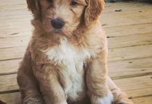 Bild von Bilder Von Hunden Zum Ausdrucken Für Facebook bilder fürs handy