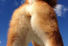 Bild von Bilder Von Hunden Zum Ausdrucken Für Whatsapp bilder fürs handy